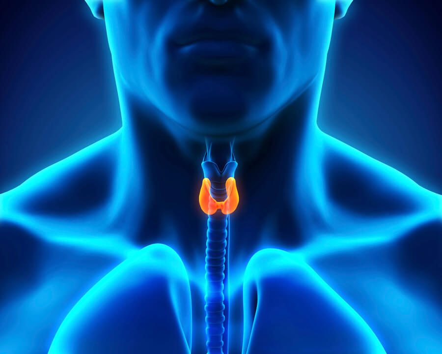 Thyroid Hormone Panel - TSH with Reflex
